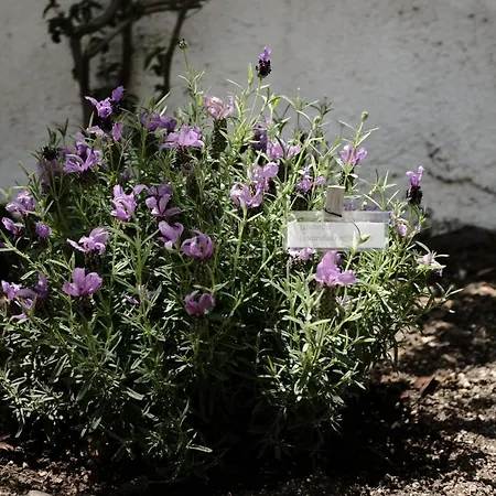 Dame Casa Tatil Evi *