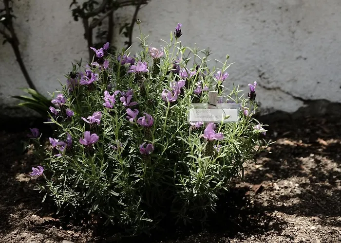 Dame Casa Hébergement de vacances *